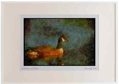 289071 Canada Goose, In Still Aquarell Bilderrahmen Ltd Ed A2