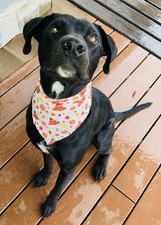 Thanksgiving Dog Bandana, Turkey Pilgrim Hat, Pumpkins, Fall Leaves  Sunflowers