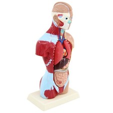 11" Human Torso Unisex Anatomy Model Human Torso Anatomy Model Teaching
