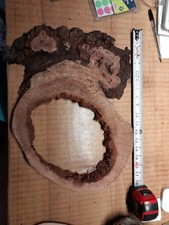 1 Inch Thick Hollow Oak Burl Slice