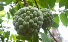 Sugar Apple Seeds Annona Squamosa Tropical Fruit Plant 5/10/15 Seeds Packets
