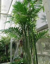 12 Chamaedorea tepejilote palm tree seeds plus free gift