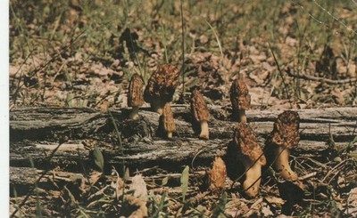 Morel Mushrooms ''Expected to Peak GAYLORD Michigan Advertising 1973 Postcard