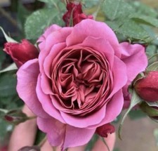 JAPANESE FLORIBUNDA ROSE AOI  BARE ROOT GARDEN ROSE,PERNNIAL PLANTS