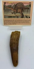 Spinosaurus Teeth Dinosaur F0SSIL Before T Rex Cretaceous J585