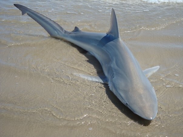 6Ft Shark Fishing Leader, 13/0 Inline Circle Hook, Black Cable/Mono, Handmade