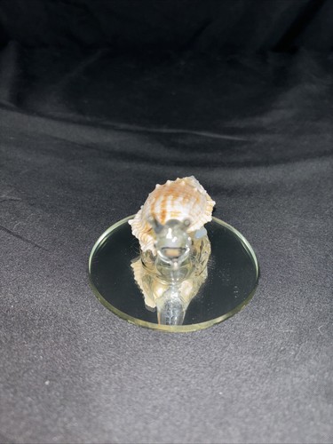 Glass Snail Figurine - Picture 21 of 24