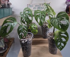 Monstera Adansonii pups