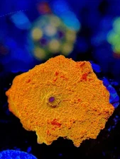 TNTcoral Jawbreaker Mushroom WYSIWYG -Frag-Live Coral-LPS-SPS-ZOA