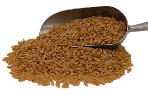 Organic Khorasan Wheat Berries - Multiple Sizes - U.S. Based Family Farm - 第 15/18 張圖片