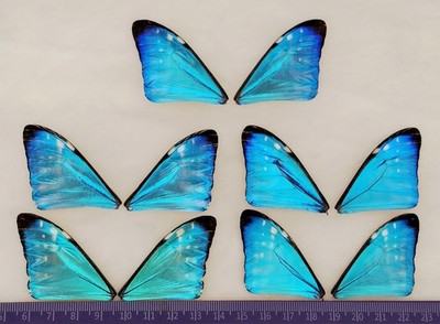 LOT OF 10 WINGS BLUE MORPHO ZEPHYRITIS BUTTERFLY WINGS JEWELRY ARTWORK 