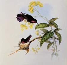 John Gould PORPHYRY-TAILED MANGO Hummingbirds Vintage Art Print Bookplate 81