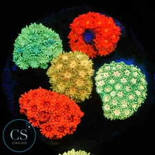 CS RAINBOW GONI BOUQUET - WYSIWYG LIVE CORAL