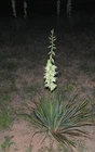 Yucca Bare Root Live Plant Hardy Succulent Adams Needle 1 Starter 15 Inches Tall