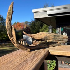 Curved Hardwood Driftwood 14x4x6   Fierce Natural Sculpture for Aquarium Decor