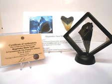 Genuine Partial Megalodon Shark Tooth in Floating Frame w/COA SEE !!!!