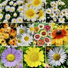 500+ Mix Daisy Crazy Seeds - Daisy Flower Seed Mix | Attracts Hummingbirds USA