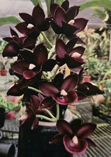 Catasetum Monnierara Jumbo Delight. Mature Plant. 1 Large New Groth.