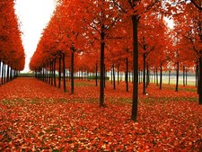 Landscape fall trees fallen leaves plants Custom Gaming Mat Desk