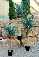 Artplants Kunstpalme Yucca Rostrata Hardin, Dekotopf, 160Cm