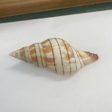 Gebänderte Tulpe 105 mm im tiefen Wasser des Golfs von Amerika gefunden 