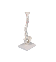 Miniatur WirbelsäUle Handliches Anatomisches Modell FüR Kurs- Und SeminareinsäT