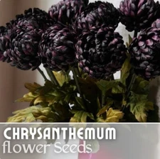 Twilight Plum Mum Chrysanthemum Seeds 200+ Seeds Mum Flower, Flower Seeds Annual