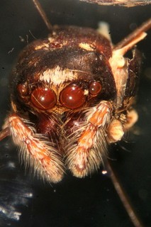 Antique microscope slide by Fred Enock. "Brilliant Eyes of Hunting Spider".