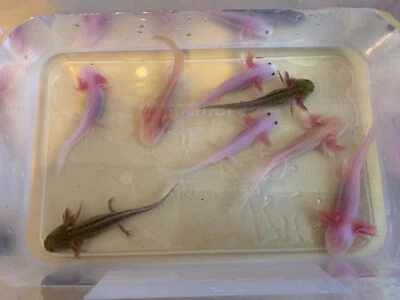 Baby Axolotls Fish Gumtree Australia Campbelltown Area Minto