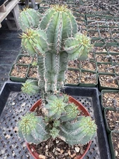 Euphorbia fruticosa Old Large Plant!