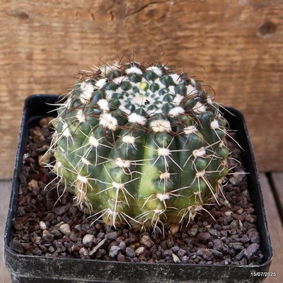 D5297 NOTOCACTUS UEBELMANNIANUS VARIEGATED pot12-H7-W9 cm MaMa Cactus