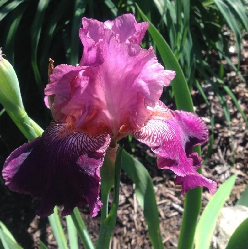 Autumn Rose Bearded Iris Bulb - Deep Magenta Petals - Blue Buddha Farm - Image 3 of 4