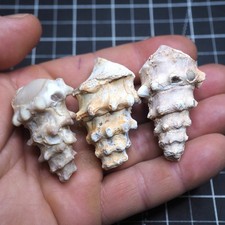 3 pcs Large Silicified Gastropod Fossil Chalcedony Agate Jurassic Morocco 4019