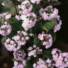 1 X DEUTZIA HYBRIDA 'PINK POM POM' ROSEA DECIDUOUS SHRUB HARDY PLANT IN POT