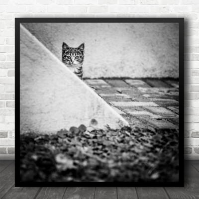 Katze Haustiere schwarzweiß Tier Kätzchen süß neugierig Straßenansicht quadratischer Wandkunstdruck