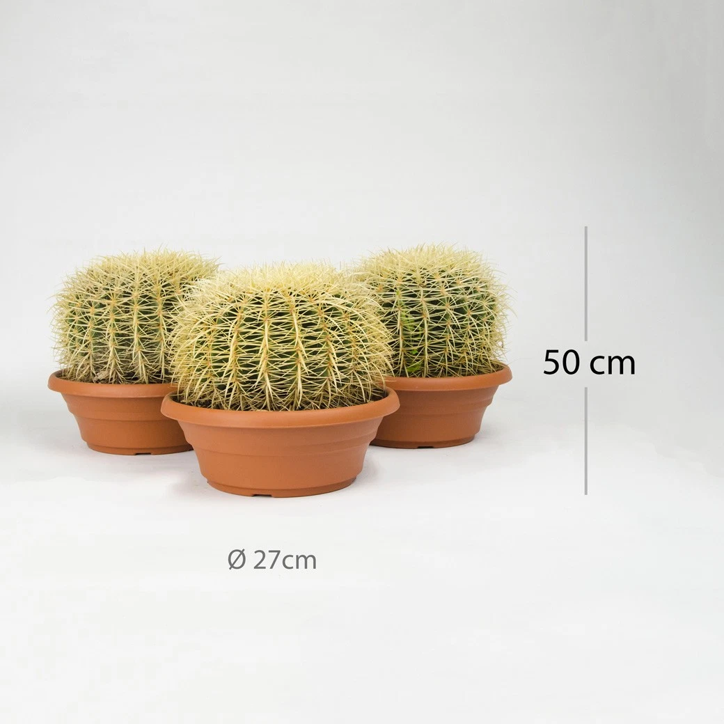 Schwiegermutterstuhl online kaufen | eBay.de