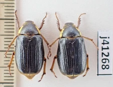 j41268. Insects, Rutelidae sp. Vietnam, Lai Chau