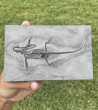 Dinosaur Fossil Keichosaurus Triassic Era AUTHENTIC Marine Reptile Fossil