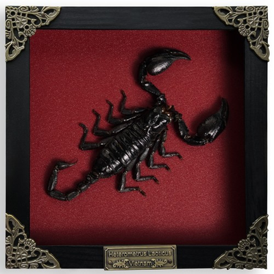 #ad Gothic Christmas Gift Real Scorpion Framed Insect Bug Dark Art Taxidermy Decor $45.00
