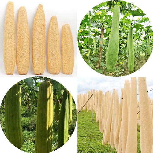 5Pcs Natural Loofah Luffa Loofa Exfoliating Shower Sponge Body Bath Scrubbers AU - Picture 5 of 13