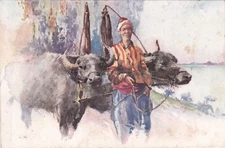 TURKEY - Constantinople - Buffalo with Cartman