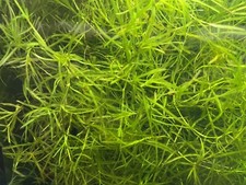 1 Cup Guppy Grass Live Aquarium Plant Aquatic Plant Najas Free USA Shipping
