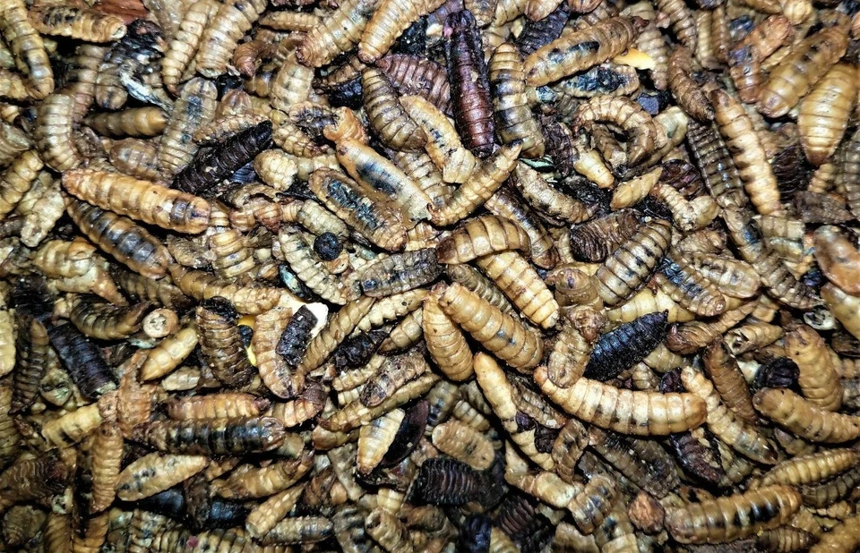 HAPPY ROCK PETS Black Soldier fly Larvae Dry treat