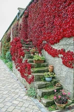 Boston Ivy {Parthenocissus tricuspidata}10 Pre Stratified seeds Free Shipping!