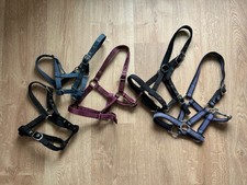 Halfter Lot 5 Stück Fohlen, Mini-Shetty