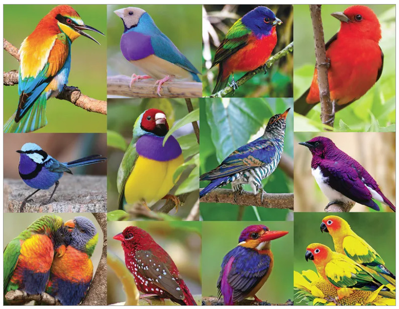 Birds of Paradise 500 piece jigsaw puzzle 596mm x 457mm (sk)