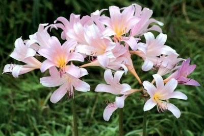 DYNAMITEDEALS35 SQUAMIGERA Lycoris Spider Lily Bulb - Top Size 12/14 cm - United State Seller