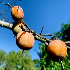 PERSIMMON TREE SEEDS Diospyros Virginiana SUGAR PLUM Fruit Plant COLD HARDY 4-9
