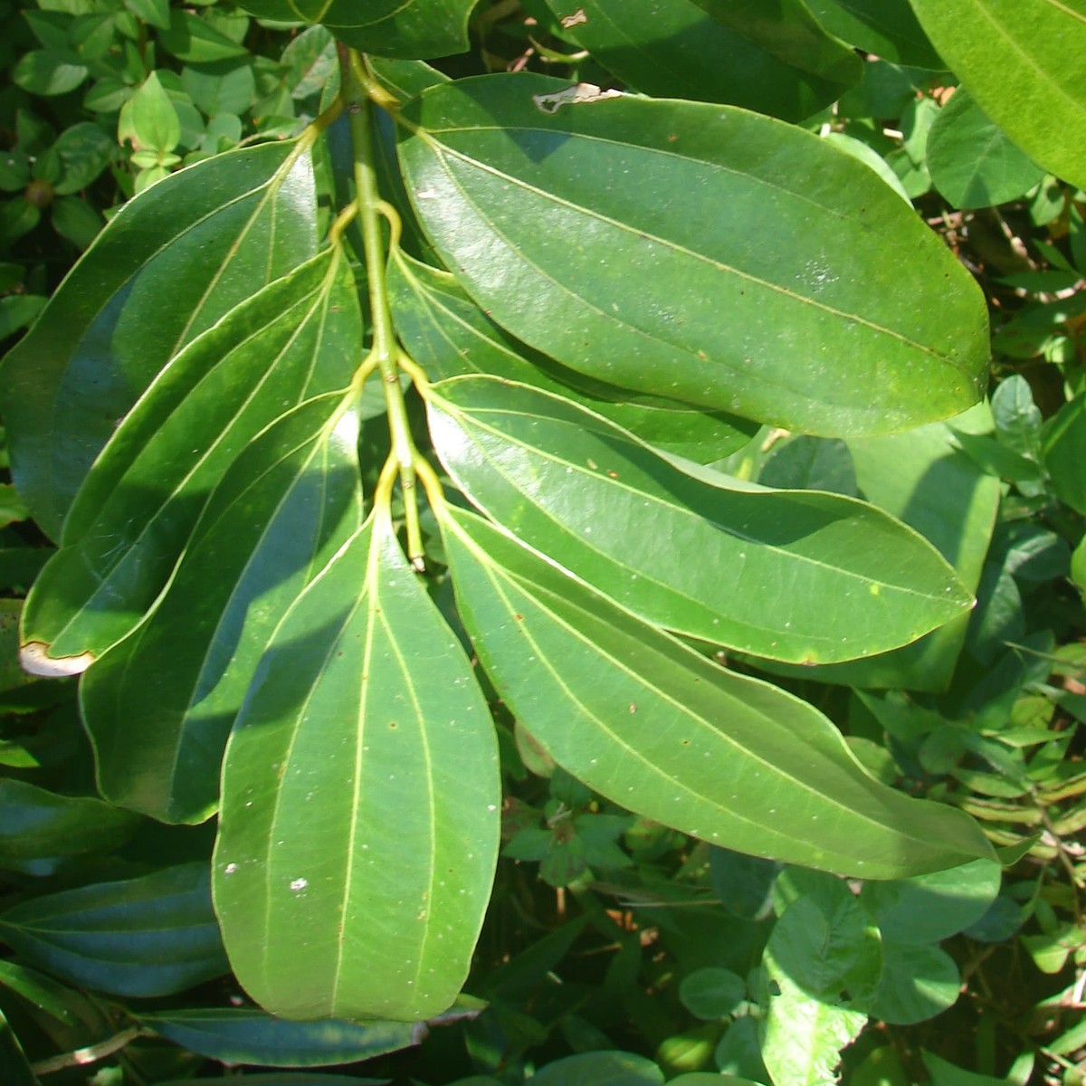 Cinnamomum Verum Spice Plant Ceylon Cinnamon Tree Live Plant ...