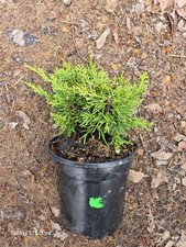 SHIMPAKU JUNIPER Pre-Bonsai Tree Cold Hardy 4" Tall 4" Pot ready to Train G